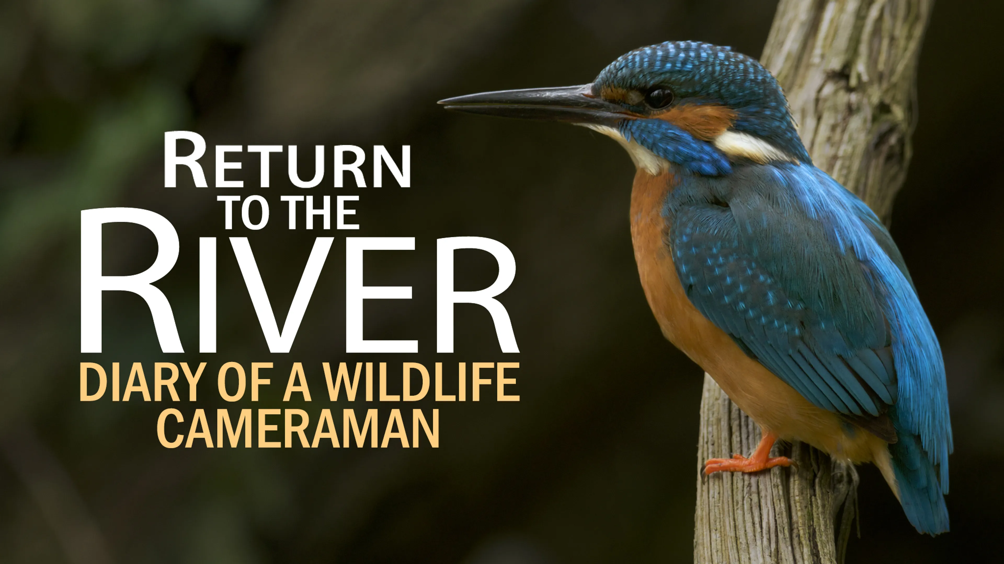 Return to the River: Diary of a Wildlife Cameraman poster